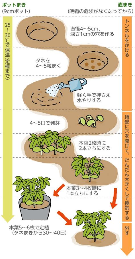 植物栽培方法|野菜の育て方一覧